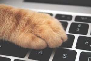 orange cat foot on laptop keyboard